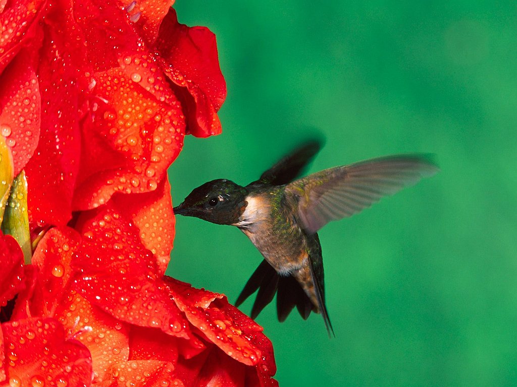 Male Ruby Throated Hummingbird